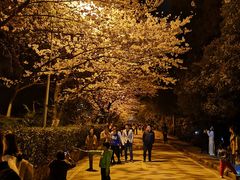 -武汉大学-樱园