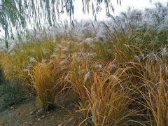 -羊亭河湿地公园