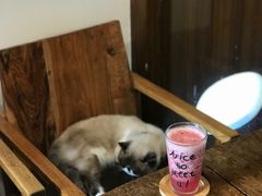 凤梨蔓蔓-喵园·猫主题咖啡厅·撸猫·猫咖(国贸店)