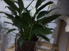 -秦美花卉(天朗·莱茵小城2期店)