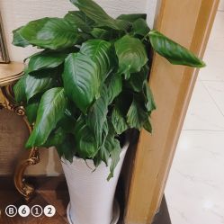 -逸丝风尚