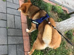 -八公叔叔宠物美容连锁(春申店)