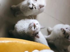 -猫咪咖啡店(新城大街店)