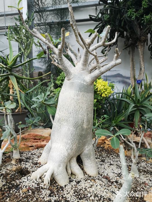 国家植物园南园图片