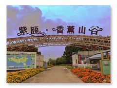 -紫颐香薰山谷景区