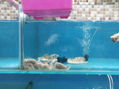 -港畔赶海蒸汽海鲜烧烤自助(仙螺岛店)