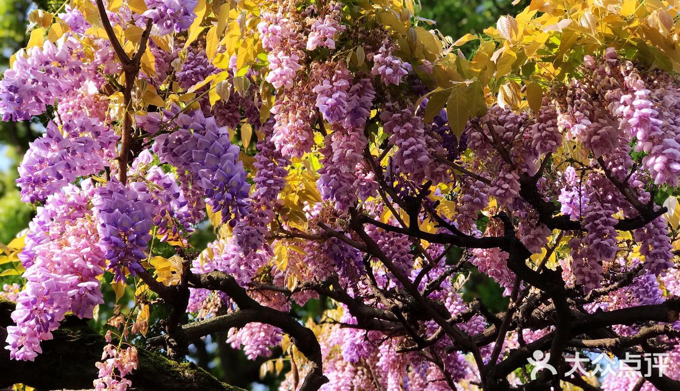紫藤白藤浪漫的花朵