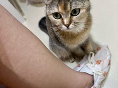 -三花喵·撸猫购宠·宠物生活馆(虹桥南丰城店)