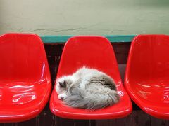 -猫咪博物馆(顶澳仔猫街店)