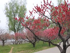-莲花池公园