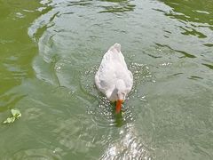 -团结湖公园