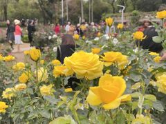 -人民公园(罗湖区)