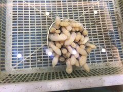 -沪华海鲜大酒楼(南汇店)