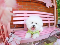 -超宠爱宠物摄影-Super pet