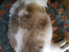 猫猫-猫色咖啡·猫咖