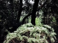 -金塔沙漠胡杨林景区