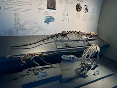 -自贡恐龙博物馆