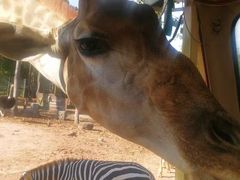 -清迈夜间动物园