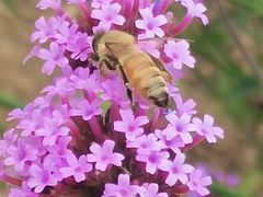 -西京湾花海