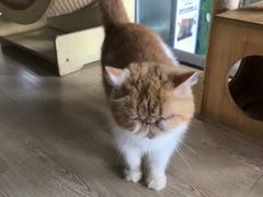 -more than meow吴止猫主题餐厅(承德 中船汇店)