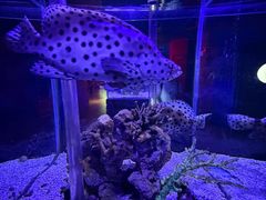 -太平洋海底世界