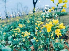 -芒洲湿地公园