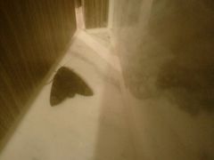 活的-上海滴水湖皇冠假日酒店