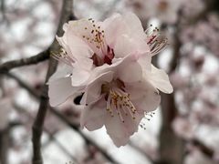 -潮汕三宝鲜牛肉火锅