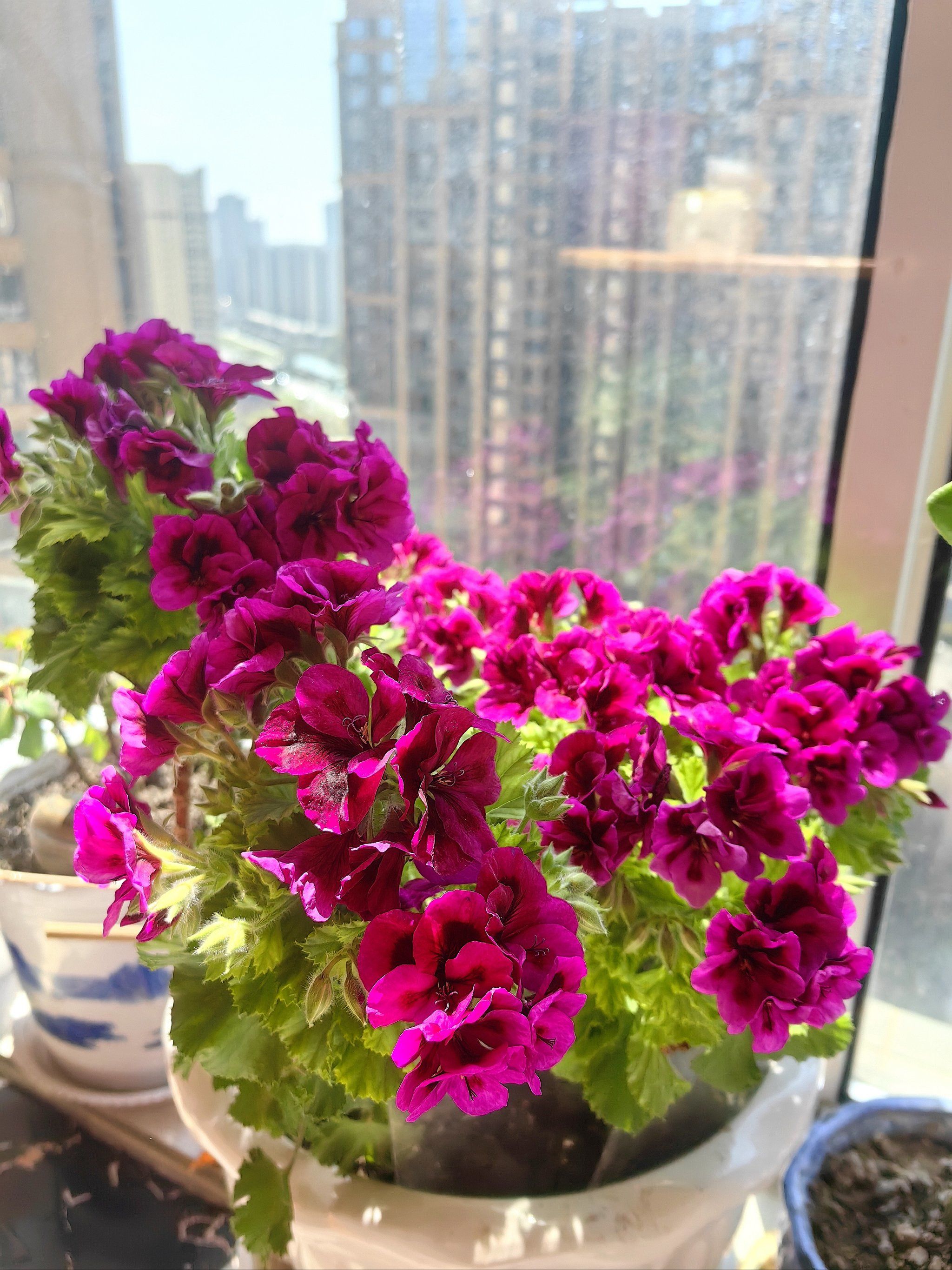 花花收集赛| 家里的大花天竺葵