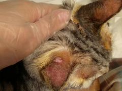 -菲丽丝宠物医院·24小时·猫科中心·免疫点(淮海分院)