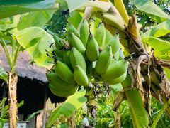 -大象粑粑造纸公园