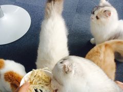 -喵的天空名猫咖啡馆·撸猫·猫舍·用品