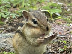 -五营红松林海景区