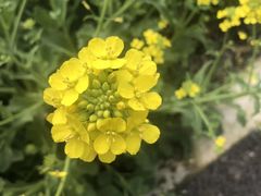 -南汇水蜜桃采摘(大团店)