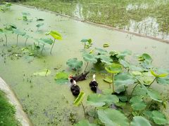 -洪湖家庭农场·团建·露营·会议