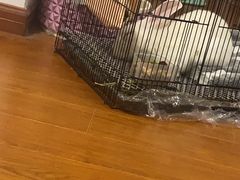 -艾贝尔宠物医院·24H转诊中心·肿瘤猫专科(江宁双龙店)