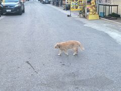 -芭提雅MAX泰拳馆