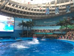 -海合安成都极地海洋公园