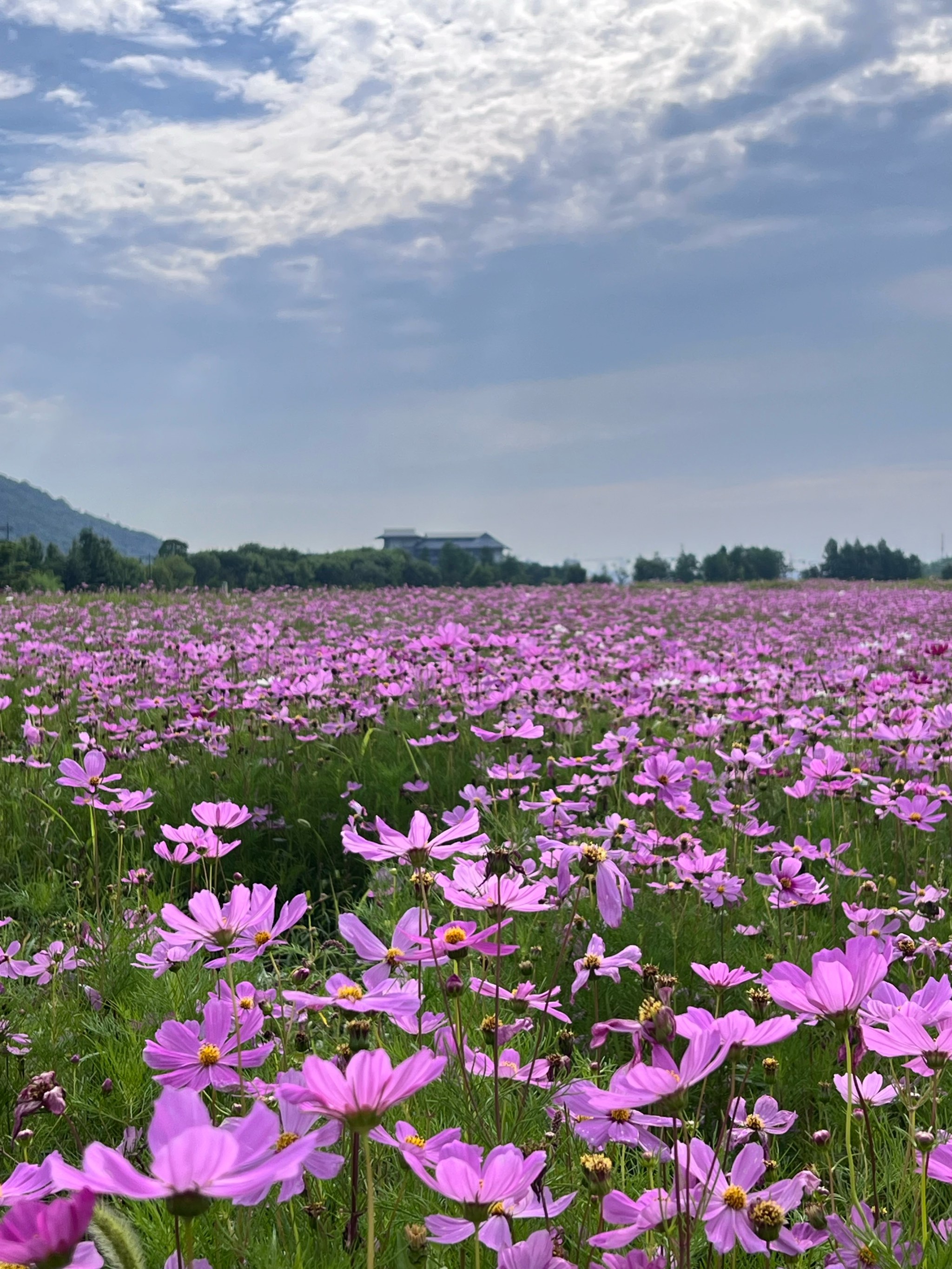 湘湖花海香田花期表图片