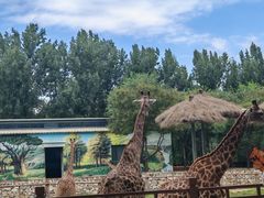 -北京野生动物园