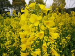 -艾溪湖湿地公园