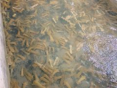 -阔澜蒸汽海鲜自助