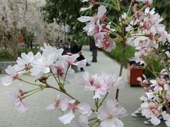 -西安青龙寺遗址景区