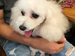 -多卡布奇宠物生活馆(上林世家店)