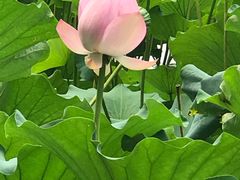 -紫竹院公园冰场