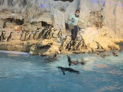 -帝企鹅自助餐厅•儿童岛•真企鹅(长隆企鹅酒店)