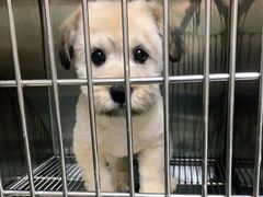 -安安宠医·安宠宠物医院