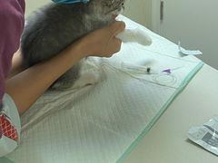 -爱诺耐芙动物医院(万博店)