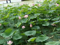 荷花池-北纬44度·金珠花海休闲农业旅游景区