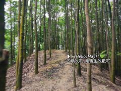 -阳台山森林公园
